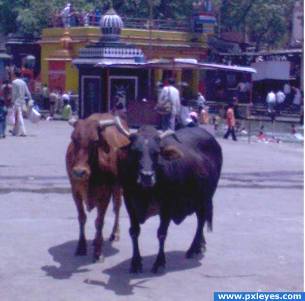 2 bull standing 